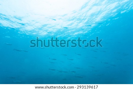 fish under the sea
