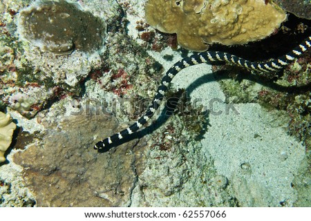 Sea Snake Stock Photo 62557066 : Shutterstock