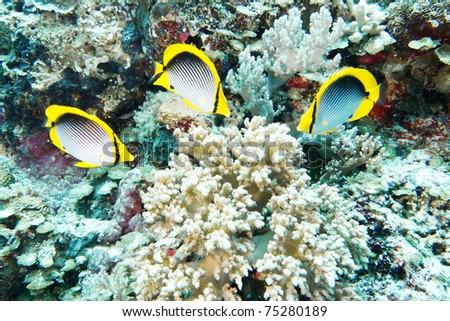 butterfly fish eating