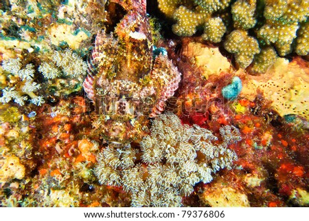 stone fish on coral reef