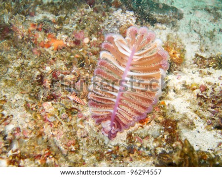 A soft coral, sea pens