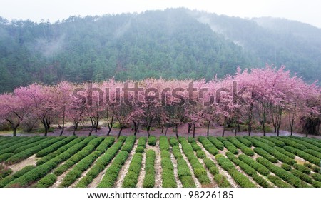 cherry blossom in valley