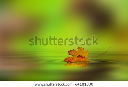 Leaf fallen from a tree in the water