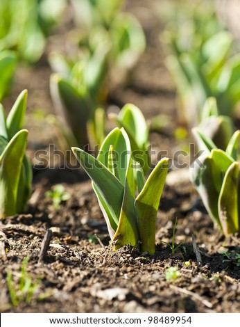 Little plants of tulip in a garden