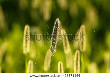Light stick grass straw vitality
