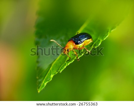 Lovely Beetle