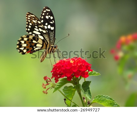 Pictures Of Butterflies Flying. stock photo : Butterfly flying