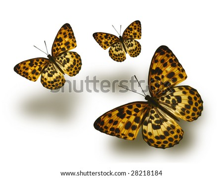 Leopard Butterfly