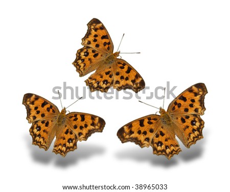 Leopard Butterfly