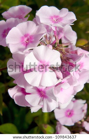 Some flower in spring, others in summer and fall. Flowers may be pale blue, violet, pink, bright red, or white. Many are fragrant