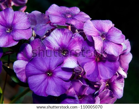 Some flower in spring, others in summer and fall. Flowers may be pale blue, violet, pink, bright red, or white. Many are fragrant