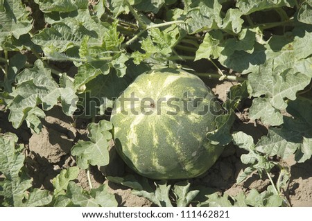 Agriculture watermelon field big fruit summer water melon