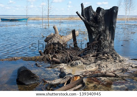 Burned stump on a flood lake shore. Spring nature landscape