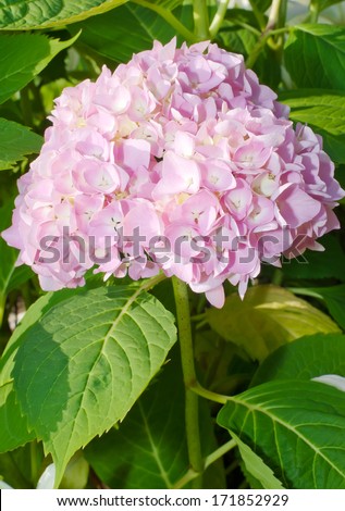 Pink and white Mophead Hydrangea blooms and leaves on green background