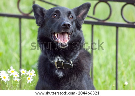 Black dog portrait on sunny summer day