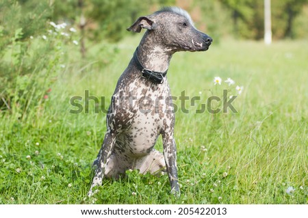 Xoloitzcuintle - hairless mexican dog portrait looking aside