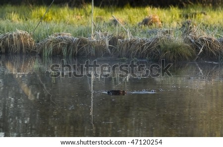 beaver floats