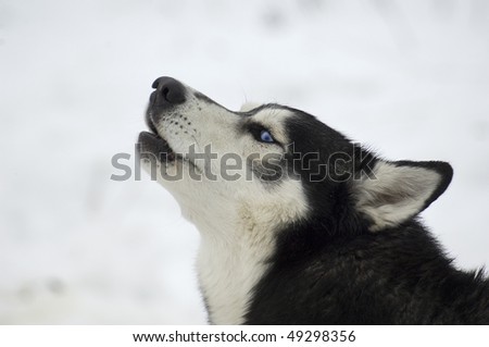 The Siberian Husky. It is a medium-size dog, dense-coat working  dog breed that originated in eastern Siberia.