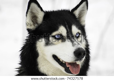 The Siberian Husky. It is a medium-size dog, dense-coat working dog breed that originated in eastern Siberia