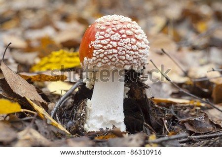 Amanita muscaria, commonly known as the fly agaric or fly Amanita, is a poisonous and psychoactive basidiomycete fungus, one of many in the genus Amanita