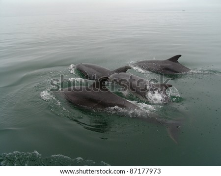 Dolphin Jumping in the Ocean out of the water