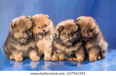 Four puppies of breed the Spitz-dog