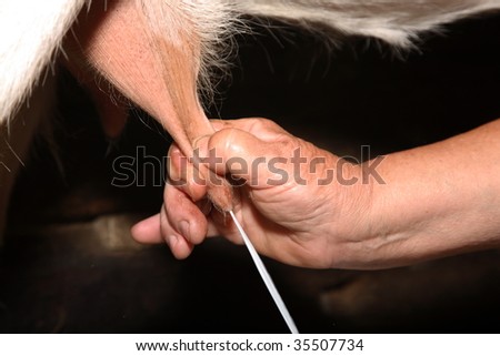 The hand pulls an udder of a goat