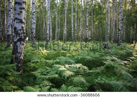 Trees, green grass and solar patches of light on ferns