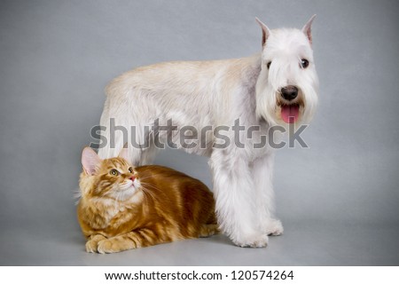 Cat and dog friends.