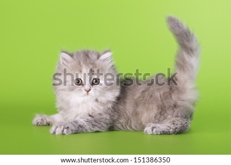 Scottish cat on a green background