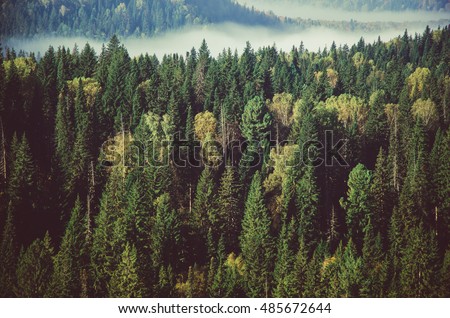 thick fog covered with thick coniferous forest. forest with a bird\'s eye view . coniferous trees, thickets of green forest. fog covered with thick coniferous forest.