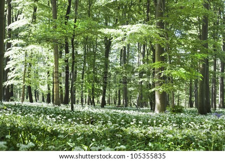 Giant wild onion field in the forest