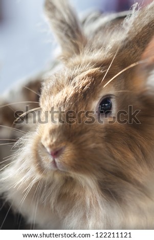 Sweet face of a dwarf rabbit