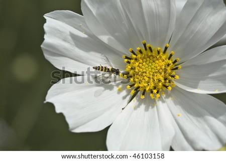 Black and yellow with white flower