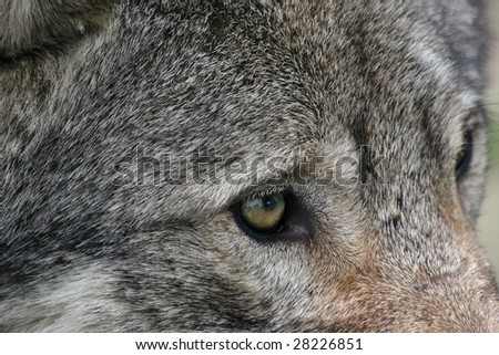 close up of a yellow european wolf eye