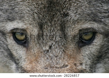 close up of yellow european wolf eyes