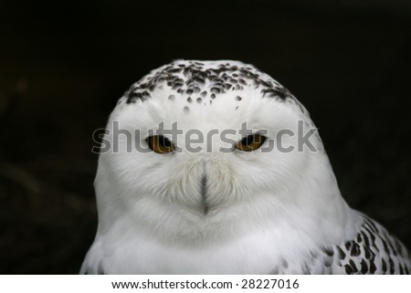 snow owl looking right in the camera
