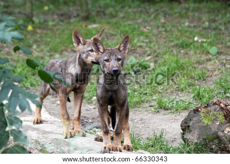 pair of iberian wolf pups