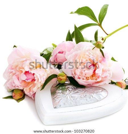 Beautiful Peonies on a white background with copy space