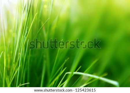 Spring Or Summer Background With Green Grass