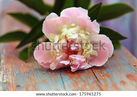 pink peony on old wooden background. Small Depth of Field (DOF)