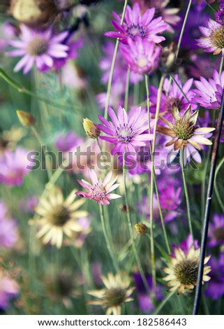 Summer  wild flowers ( Immortelle flower)
