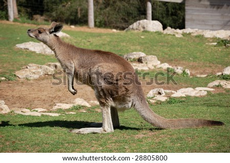 grey kangaroo at the zoo