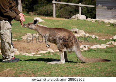 grey kangaroo with a keeper at the zoo