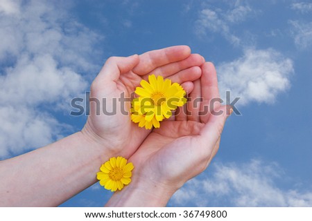 yellow flowers in woman hands on the sky as background