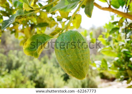 etrog citron