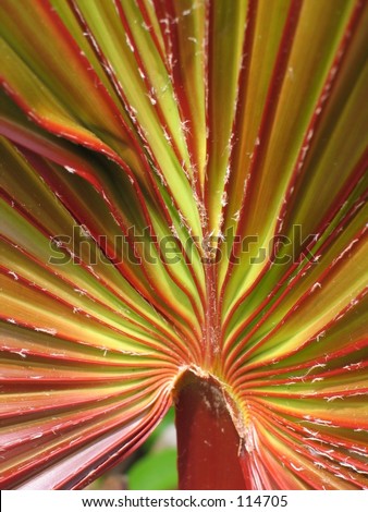 palm leaf design