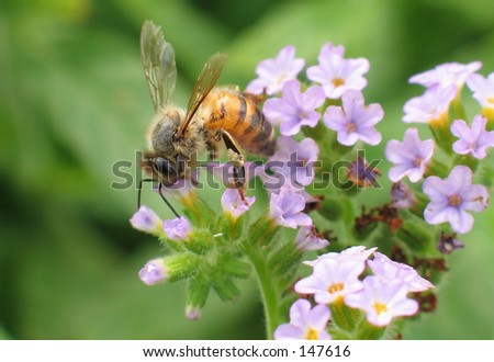 Bee head in flower