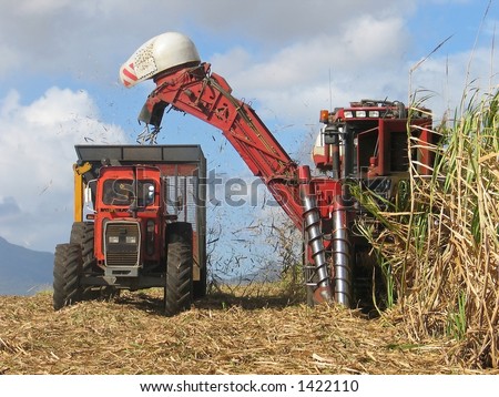 Sugar cane harvesting in Mauritius