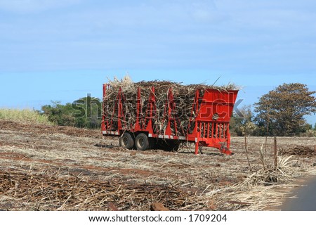Truck loaded with sugar cane